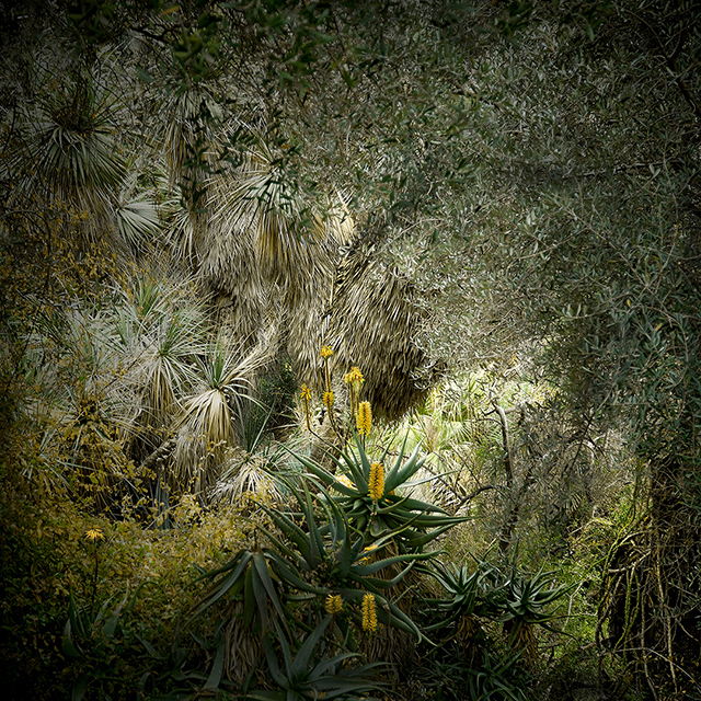 Pénétrez dans les jungles d’Olivia Lavergne au festival les Photaumnales (2/3)