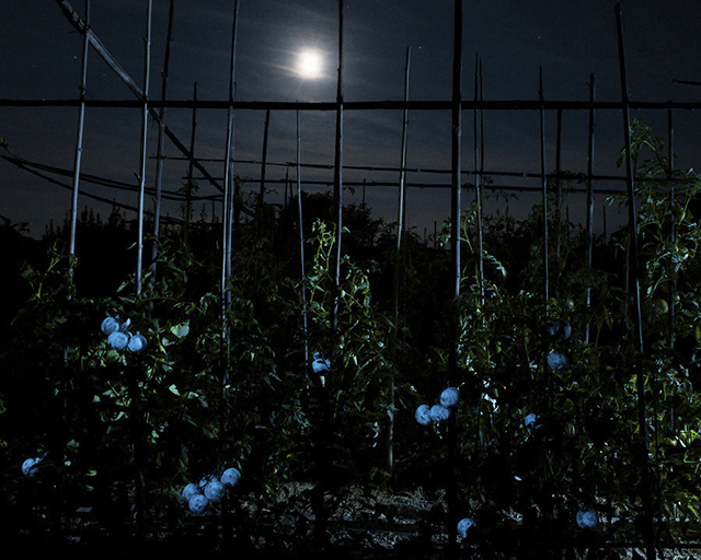 La dystopie agricole d’Alexa Brunet s’expose au festival photo Les Photaumnales (3/3) La dystopie agricole d’Alexa Brunet s’expose au festival photo Les Photaumnales (3/3)