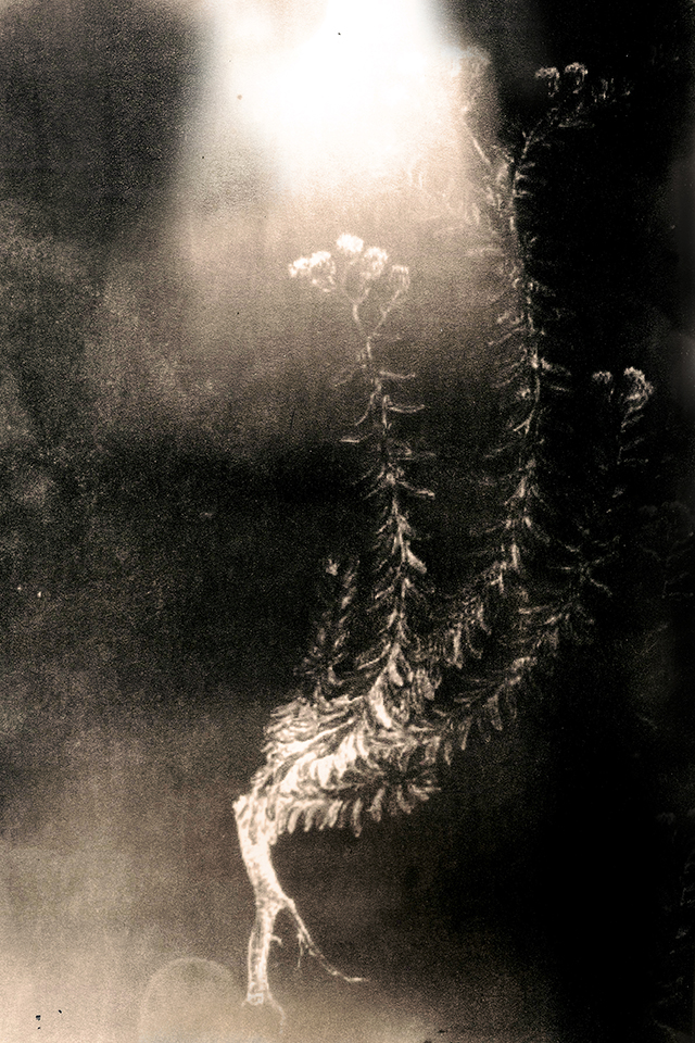 Tchernobyl Herbarium ou la beauté évanescente des radiations exposée par la photographe Anaïs Tondeur Tchernobyl Herbarium ou la beauté évanescente des radiations exposée par la photographe Anaïs Tondeur