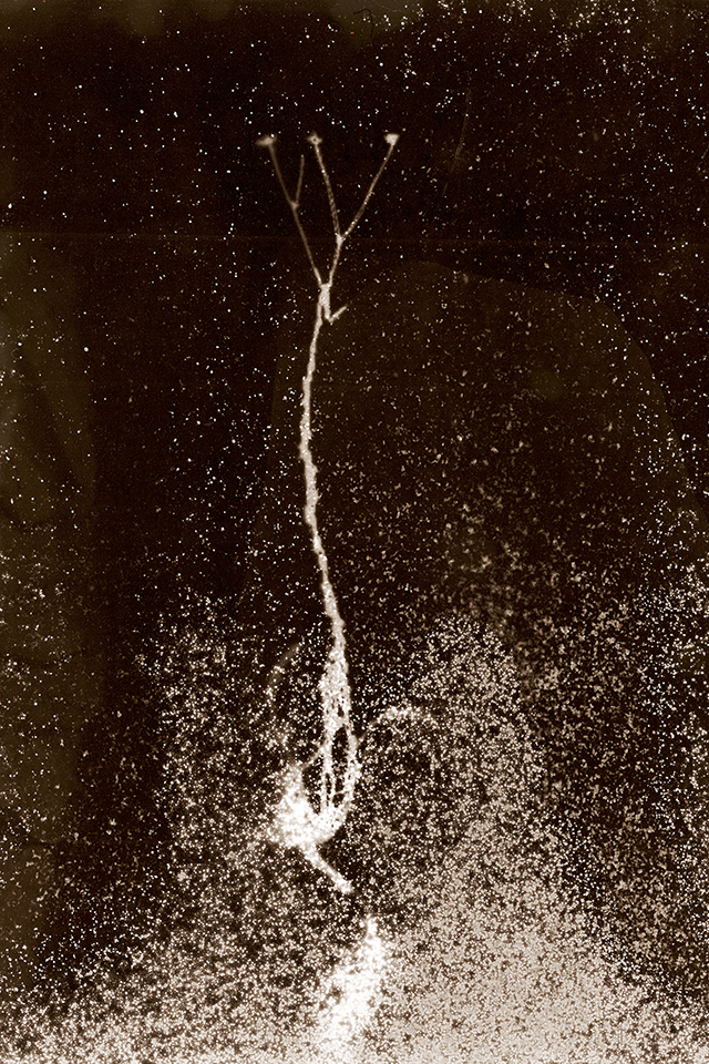 Tchernobyl Herbarium ou la beauté évanescente des radiations exposée par la photographe Anaïs Tondeur Tchernobyl Herbarium ou la beauté évanescente des radiations exposée par la photographe Anaïs Tondeur