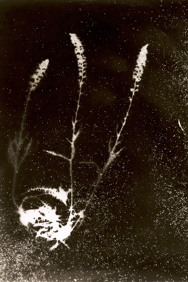 Tchernobyl Herbarium ou la beauté évanescente des radiations exposée par la photographe Anaïs Tondeur Tchernobyl Herbarium ou la beauté évanescente des radiations exposée par la photographe Anaïs Tondeur