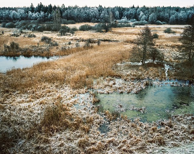 Le chant du cygne immortalisé par la photographe Andrea Olga Mantovani