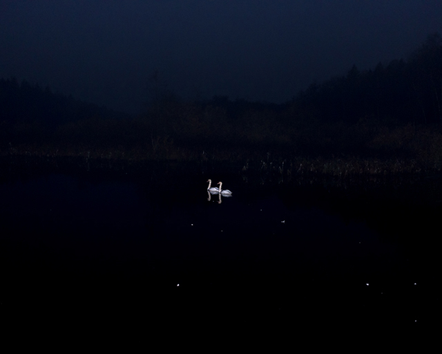 Le chant du cygne immortalisé par la photographe Andrea Olga Mantovani