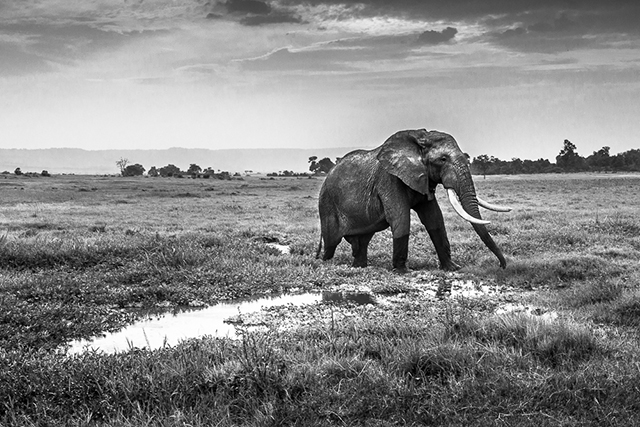 Tembo, ou le silence des derniers pachydermes • Nicolas Orillard-Demaire (série)