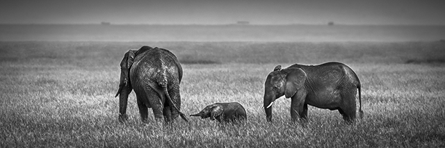 Tembo, ou le silence des derniers pachydermes • Nicolas Orillard-Demaire (série)