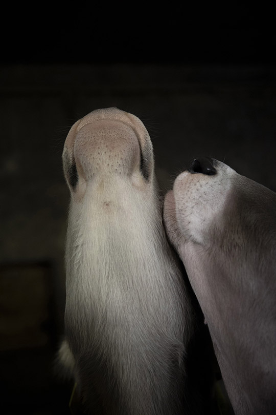 © Odile Meylan © Odile Meylan