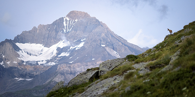 En août, photographiez le Mont-Blanc ou les chamois dans la Vanoise grâce à Jérôme Obiols En août, photographiez le Mont-Blanc ou les chamois dans la Vanoise grâce à Jérôme Obiols