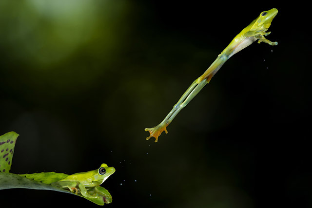 Hudson Garcia (Brésil) • Finaliste catégorie Nature et vie sauvage • 2013 Sony World Photography Awards