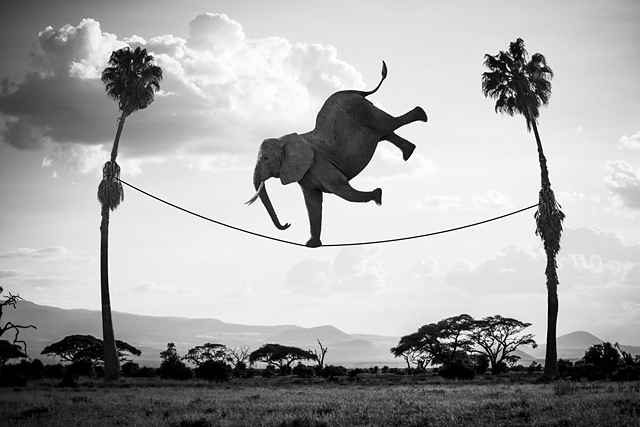 Hakuna Matata ou la vraie vie des animaux, de Thomas Subtil, à l'honneur aux Echappées Belles