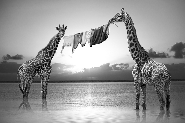 Hakuna Matata ou la vraie vie des animaux, de Thomas Subtil, à l'honneur aux Echappées Belles Hakuna Matata ou la vraie vie des animaux, de Thomas Subtil, à l'honneur aux Echappées Belles