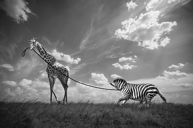 Hakuna Matata ou la vraie vie des animaux, de Thomas Subtil, à l'honneur aux Echappées Belles