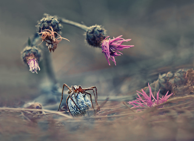 Krasimir Matarov (Bulgarie), catégorie Nature et Vie sauvage • Open Competition • 2013 Sony World Photography Awards