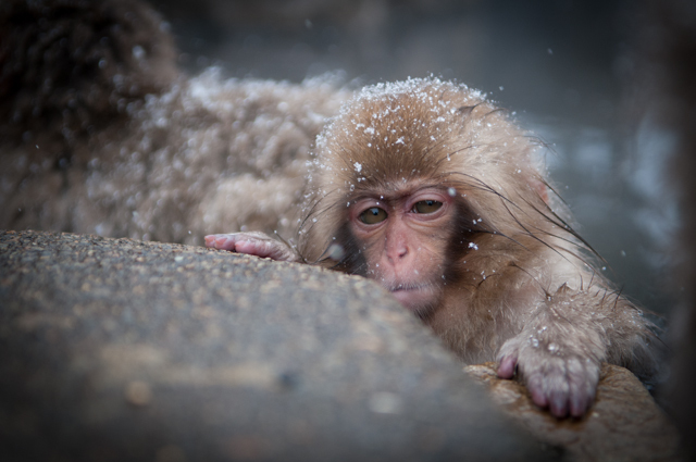 © Bernard Meyran - Tous droits réservés - en vente sur http://www.photographespourlavie.com