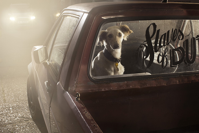 The Silence of Dogs in Cars • Martin Usborne (série)