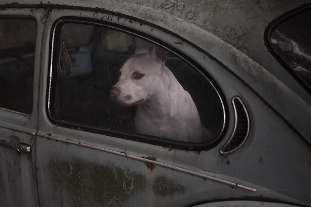 The Silence of Dogs in Cars • Martin Usborne (série)