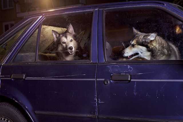 The Silence of Dogs in Cars • Martin Usborne (série)