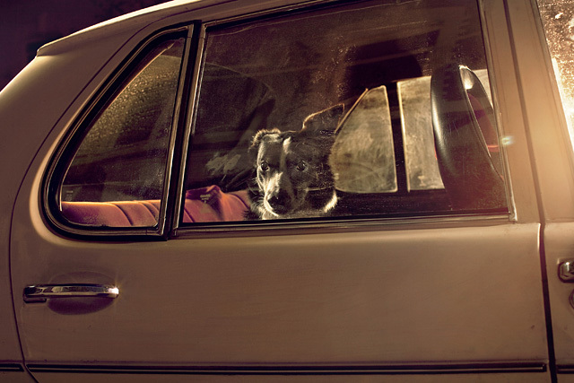 The Silence of Dogs in Cars • Martin Usborne (series)