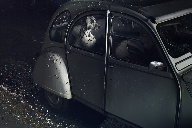 The Silence of Dogs in Cars • Martin Usborne (series) The Silence of Dogs in Cars • Martin Usborne (series)