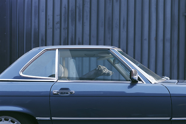 The Silence of Dogs in Cars • Martin Usborne (series)