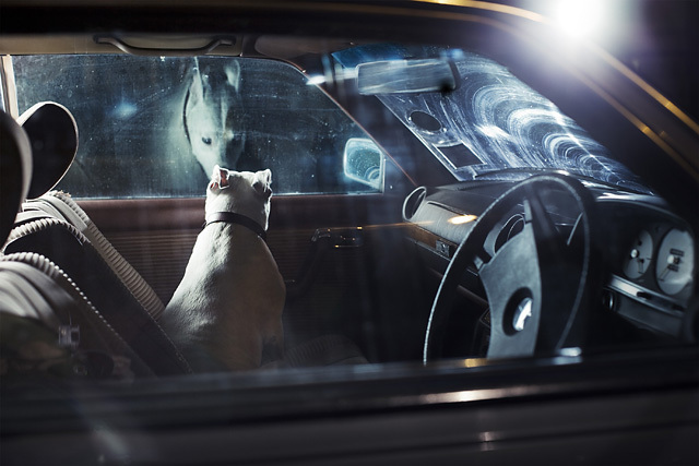 The Silence of Dogs in Cars • Martin Usborne (series)