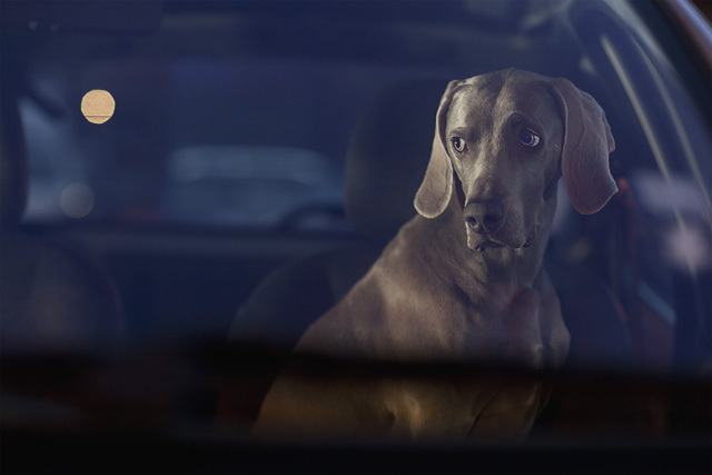 The Silence of Dogs in Cars • Martin Usborne (series)