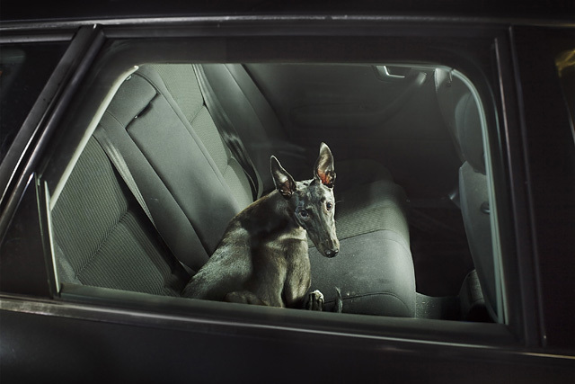 The Silence of Dogs in Cars • Martin Usborne (series)