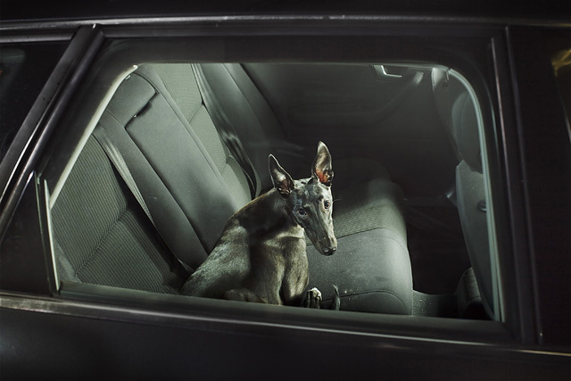 The Silence of Dogs in Cars • Martin Usborne (series) The Silence of Dogs in Cars • Martin Usborne (series)