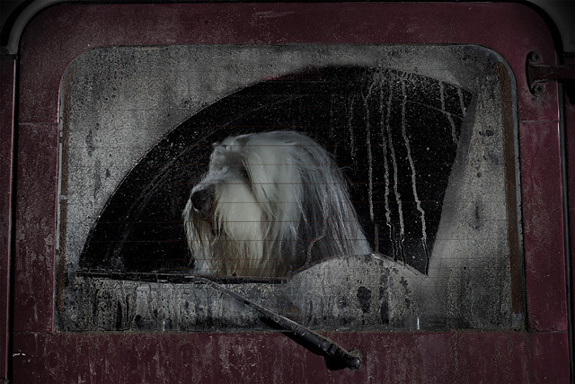 The Silence of Dogs in Cars • Martin Usborne (series)