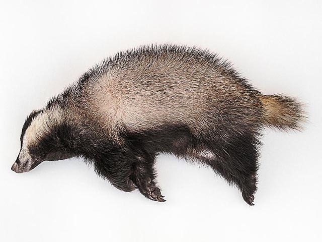 © Pascal Leopold © Pascal Leopold