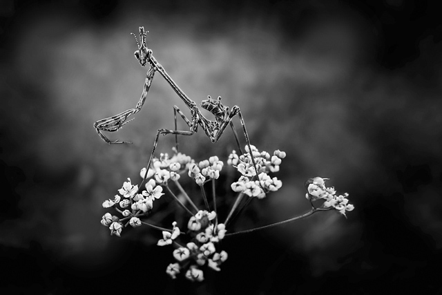 © Valerie Rachel © Valerie Rachel