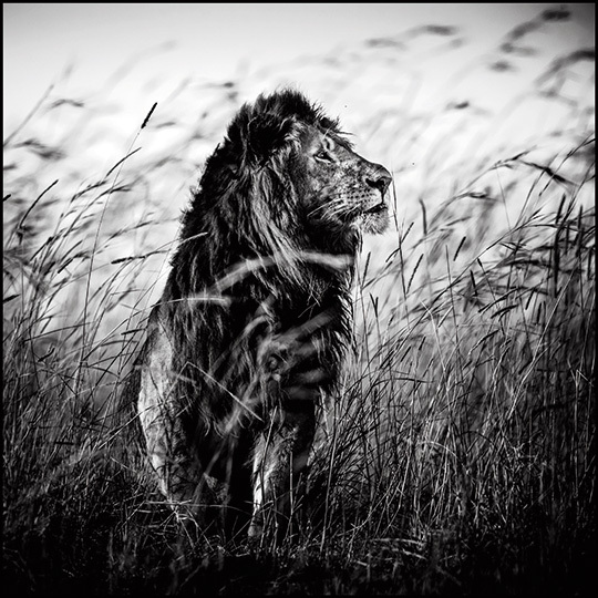 © Laurent Baheux