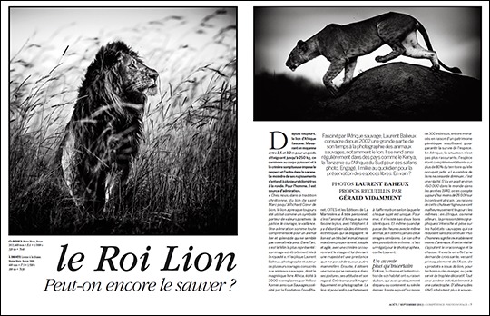 Peut-on encore sauver le Roi Lion ? (entretien avec Laurent Baheux, publié dans Compétence Photo Voyage)