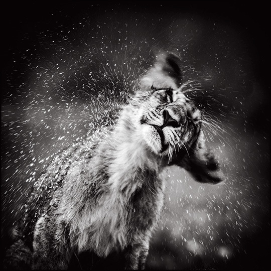 © Laurent Baheux