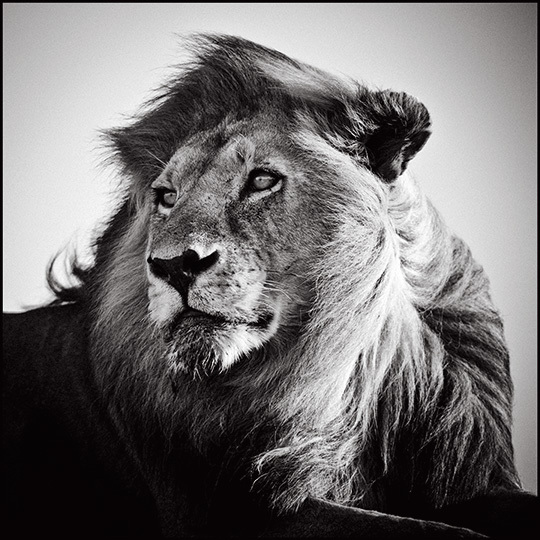 © Laurent Baheux © Laurent Baheux