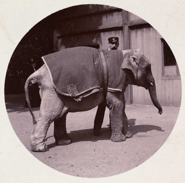 Des clichés du XIXe siècle réalisés par les premiers photographes amateurs Des clichés du XIXe siècle réalisés par les premiers photographes amateurs