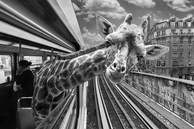 © Thomas Subtil - All rights reserved © Thomas Subtil - All rights reserved