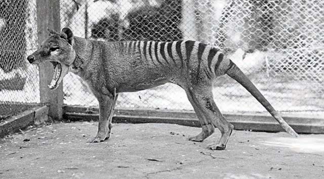 Thylacine © collection particulière Errol Fuller Thylacine © collection particulière Errol Fuller