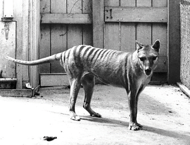 Thylacine © collection particulière Errol Fuller Thylacine © collection particulière Errol Fuller