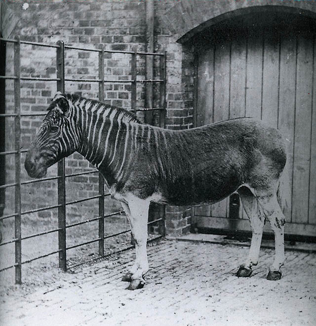 Quagga © collection particulière Errol Fuller Quagga © collection particulière Errol Fuller