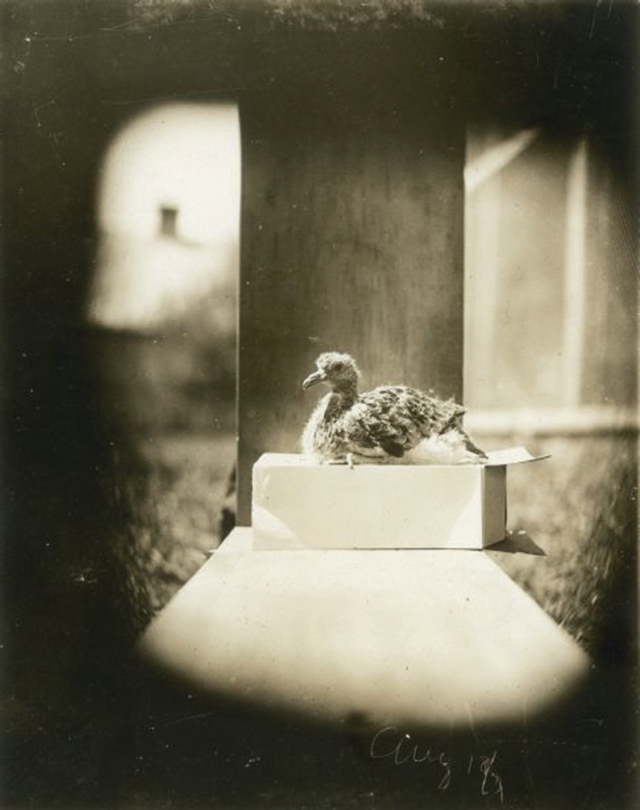 Pigeon migrateur © Wisconsin Historical Society Pigeon migrateur © Wisconsin Historical Society
