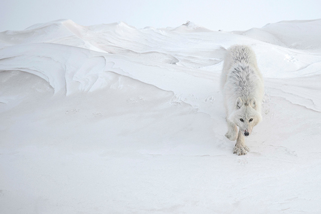 © Vincent Munier, lauréat de la catégorie animalière © Vincent Munier, lauréat de la catégorie animalière