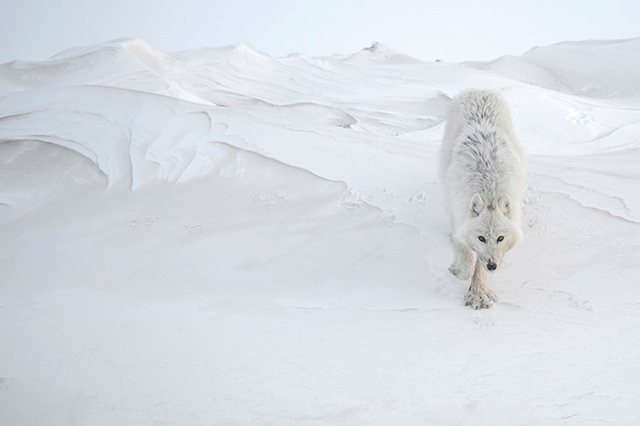 © Vincent Munier, lauréat de la catégorie animalière