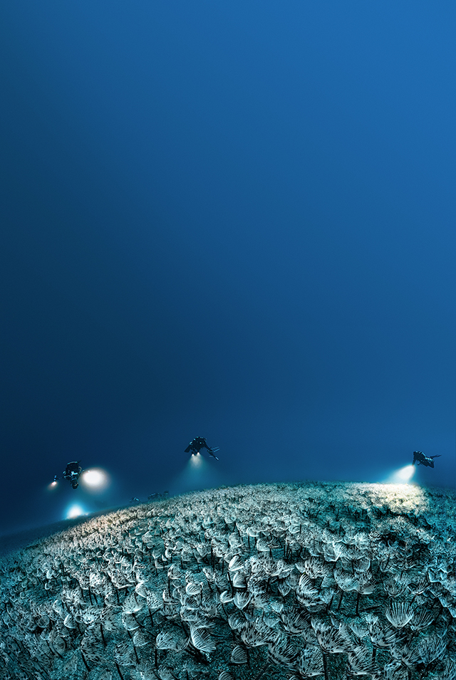 Le champ de sabelles, Sabella pavonina, Phare de la Cassidaigne, Cassis, - 72 m © Laurent Ballesta Le champ de sabelles, Sabella pavonina, Phare de la Cassidaigne, Cassis, - 72 m © Laurent Ballesta