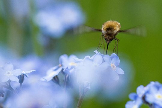 Dossier "Spécial Macro" • Compétence Photo n°41