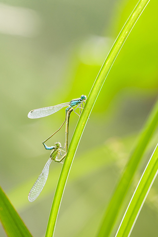 Dossier "Spécial Macro" • Compétence Photo n°41