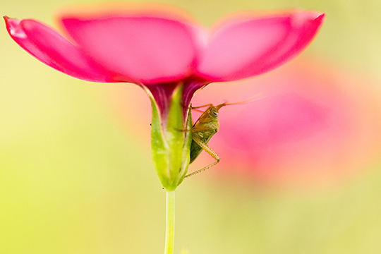 Dossier "Spécial Macro" • Compétence Photo n°41