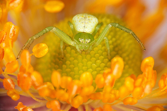 Dossier "Spécial Macro" • Compétence Photo n°41