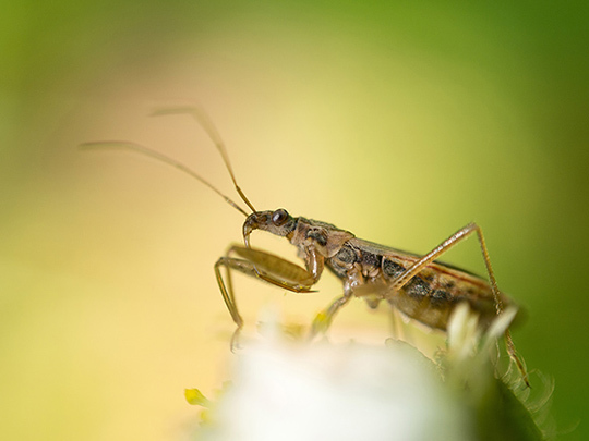 Dossier "Spécial Macro" • Compétence Photo n°41