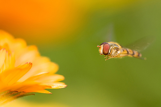 Dossier "Spécial Macro" • Compétence Photo n°41