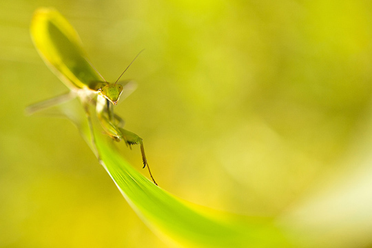 Dossier "Spécial Macro" • Compétence Photo n°41